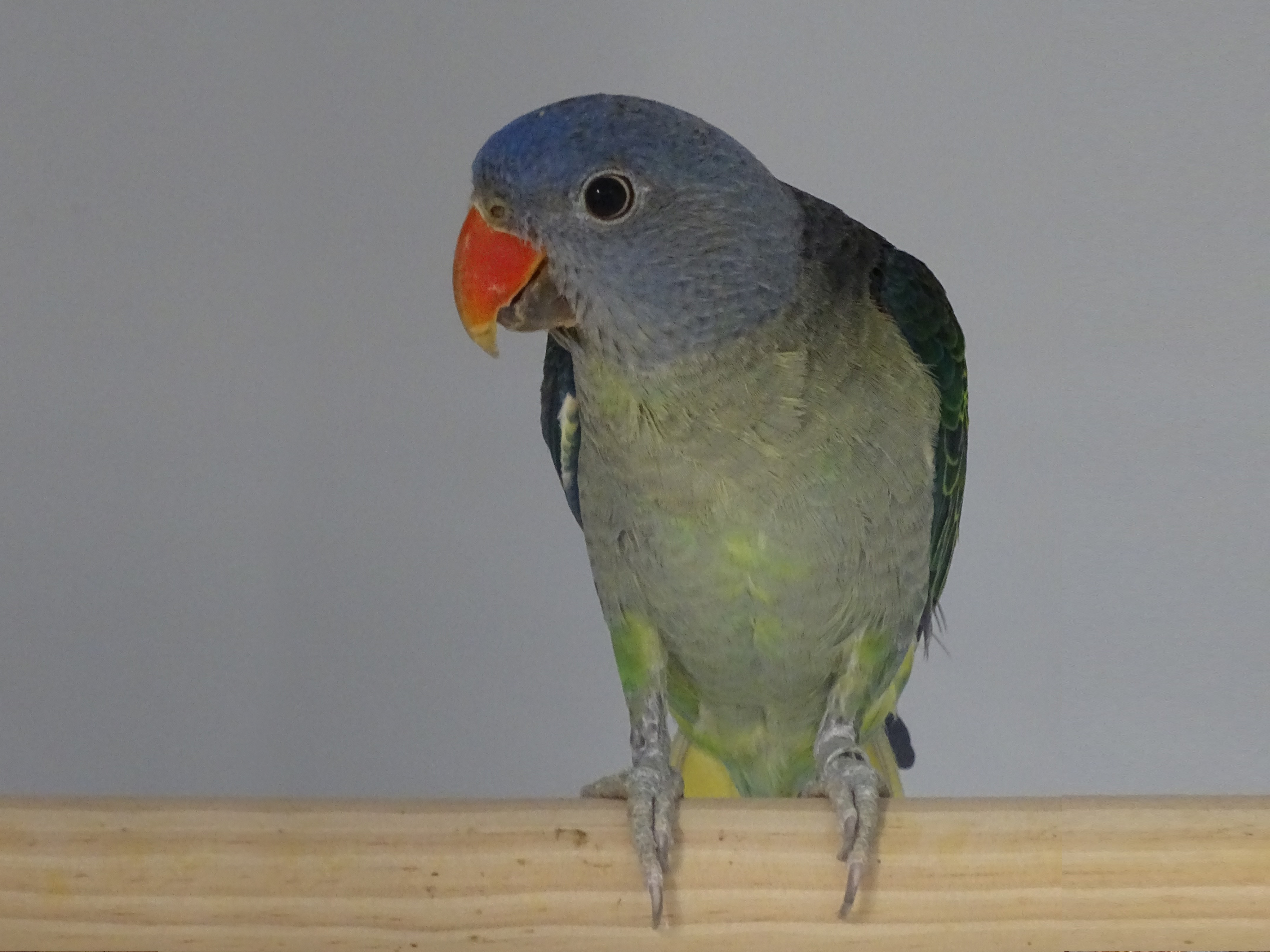 blue rumped parrot